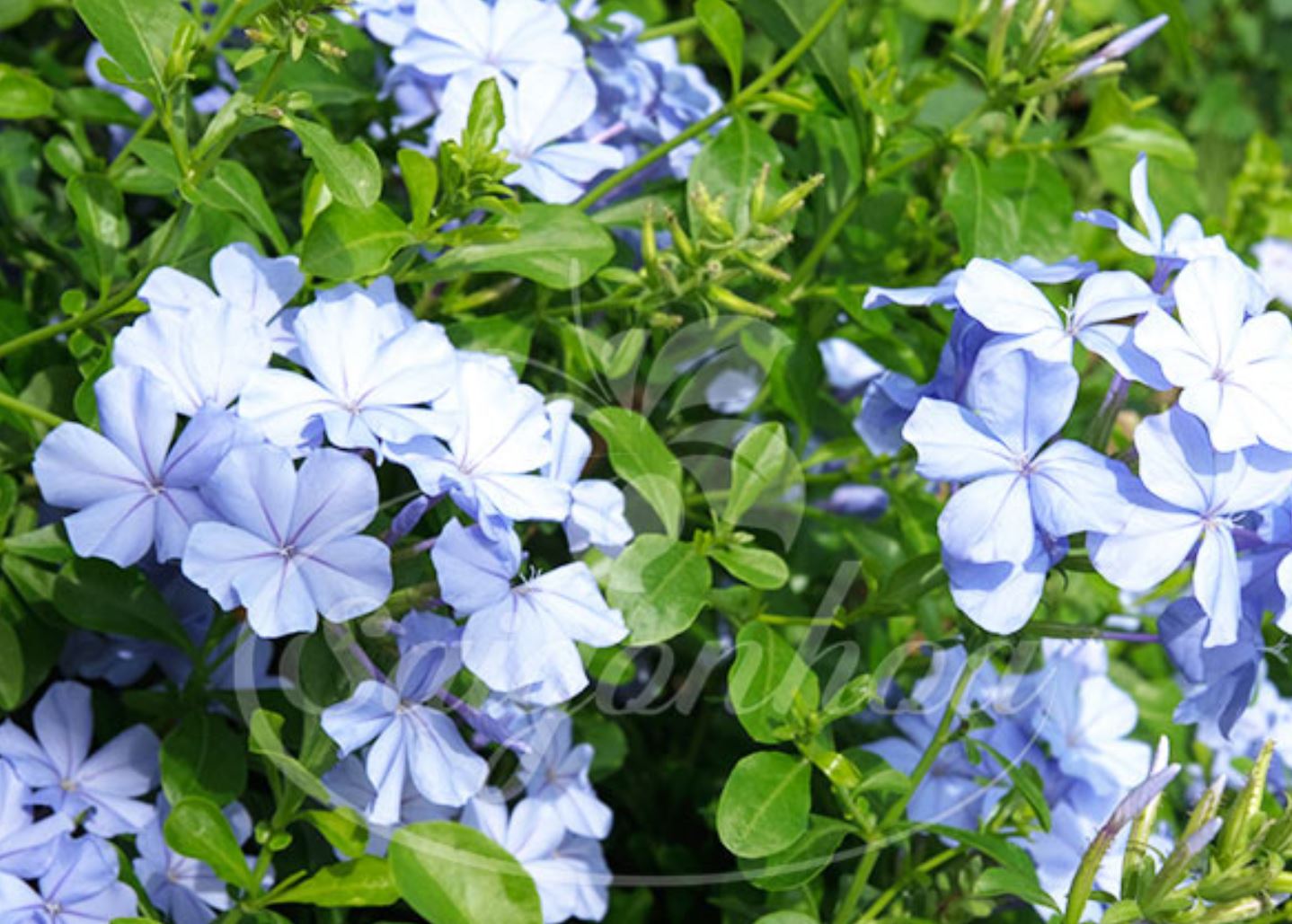 Hoa Thanh X&agrave; ph&ugrave; hợp với mệnh n&agrave;o?